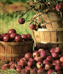Appel Harvest Spice
