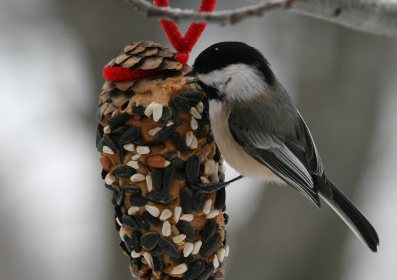 bBirdfeeder